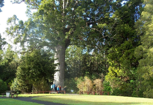Parry Kauri Park